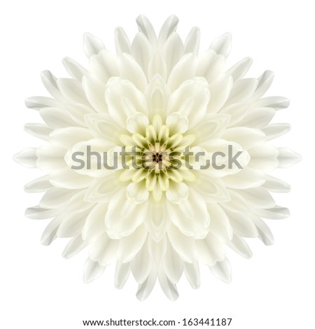 White Chrysathemum Mandala Flower Kaleidoscopic Isolated on White Background