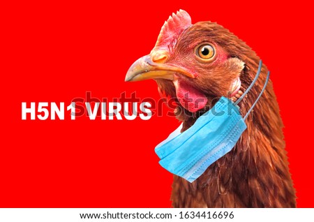 Bird flu H5N1 in China concept with chicken portrait and medical protective mask. Royalty-Free Stock Photo #1634416696