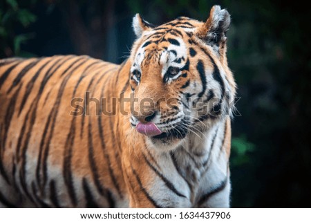 Tiger on trees background. Wild animal in the nature habitat