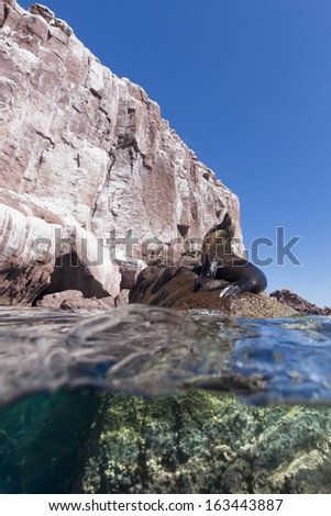 sea lion seal under and upper water looking at you on sunny day background