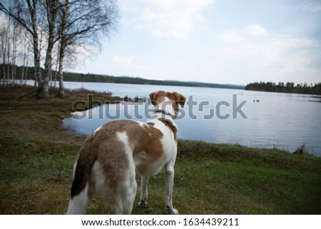 A dog is looking out on to the sea