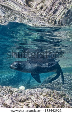 sea lion seal coming to you underwater
