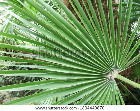 A closeup picture of a palm leave in Sri Lanka. 2018.