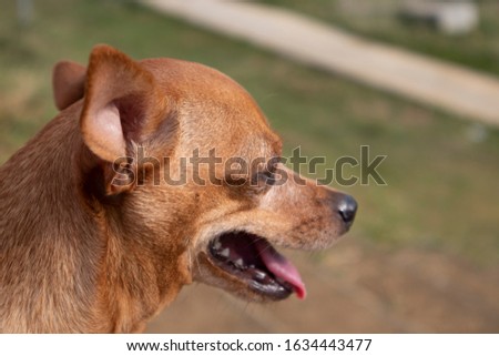 Profile Chihuahua with tongue out