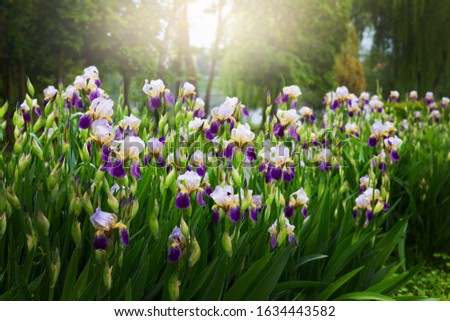 Irises with purple petals on a flowerbed in sunlight