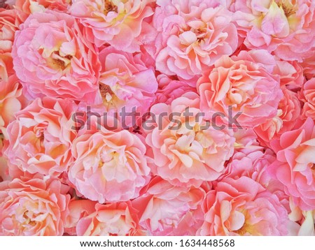Several roses in pink and yellow