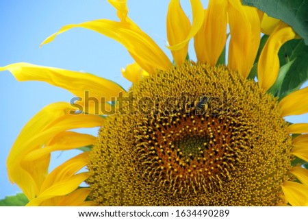 Large sunflower petal and blooms with bees
