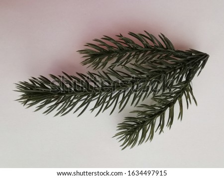Beautiful neat twig of spruce on a white background. Close-up photo. Top view. Pattern with spruce branch. Fir-tree new year branch. Greeting card design celebration. Winter background.