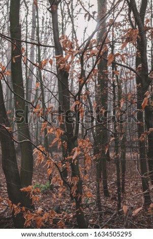 A vertical picture of a forest covered in dry leaves and trees during the autumn