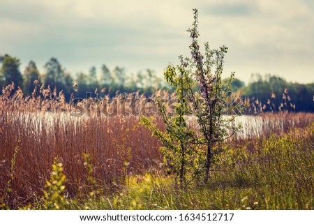 Spring landscape with a blooming young wild apple tree by the river