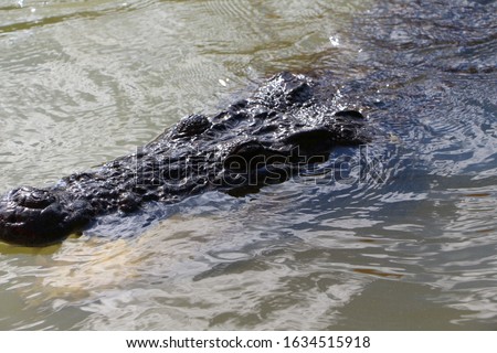 Close-up of the upper part of a massive crocodile head with open eyes ears and nostrils showing out of the water.Reptilian animal with elastic keratinized black skin in its natural habitat.Mexico