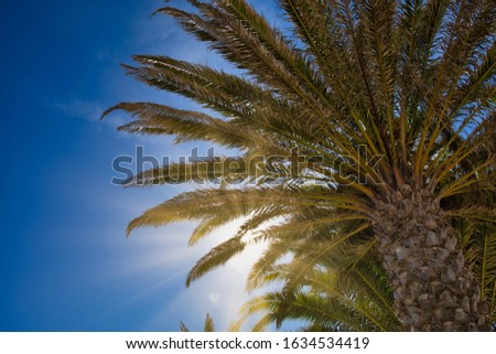 sunbeams shining through palm trees against blue sky in Lanzarote, Spain