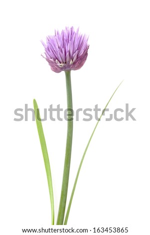 Chive flower and leaves isolated on white background with shallow depth of field