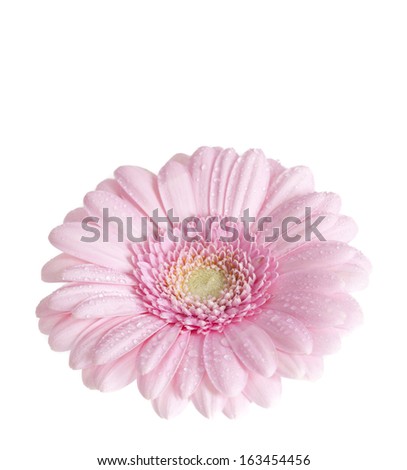 Pink Gerbera flower isolated on white background with shallow depth of field