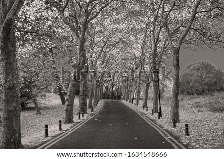 Black and white picture of road during fall with fallen leaves with contrast between leaves and road 