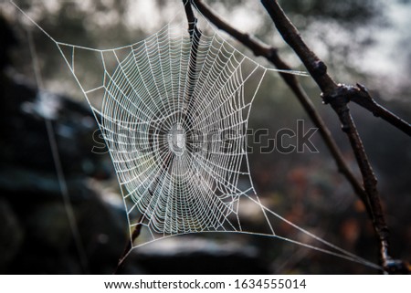 spider web with drops of water by air condensation