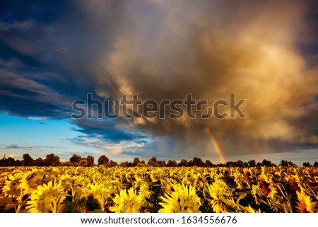 Scenic image of ominous stormy clouds over field with sunflowers. Rural area in summer. Exotic wallpaper of moody weather. Photo of climate change. Location place of Ukraine, Europe. Beauty of earth.