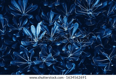 Trendy Classic Blue color. Plants texture for designers. Wall abstraction. Color of the year 2020. Tropical leaves texture. Aquamarine Plants pattern. Background tropical grass