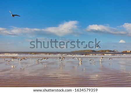 Sandy beach on the coast near Essaouira, Morocco Royalty-Free Stock Photo #1634579359