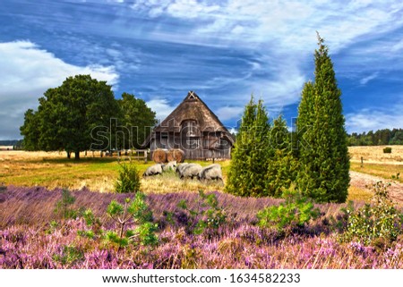 traditional Sheepfold with sheeps in Lueneburg Heath, Germany Royalty-Free Stock Photo #1634582233