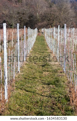 picture from vineyards in fläsch in switzerland