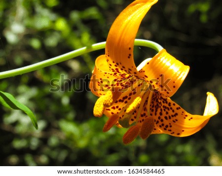 close up photo of a brilliant tiger lily 
