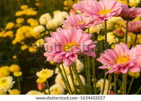 Beautiful pink chrysanthemum in the outdoor garden