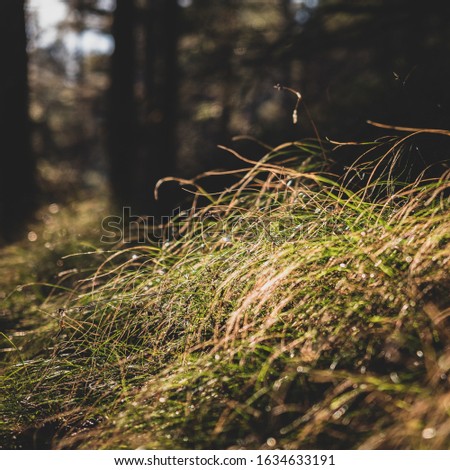 A closeup of grass under the sunlight in a forest with trees on the blurry background