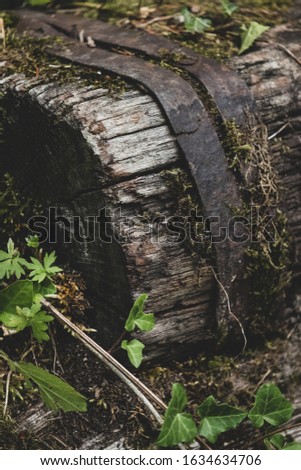 A vertical picture of a tree trunk covered in mosses and leaves under the sunlight
