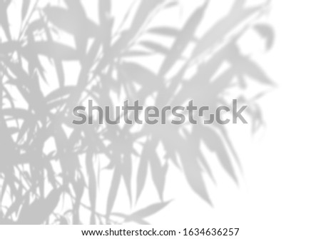 Blurry black-and-white image to overlay on a photo or mockup. Summer background of shadows of leaf branches on a white wall. 