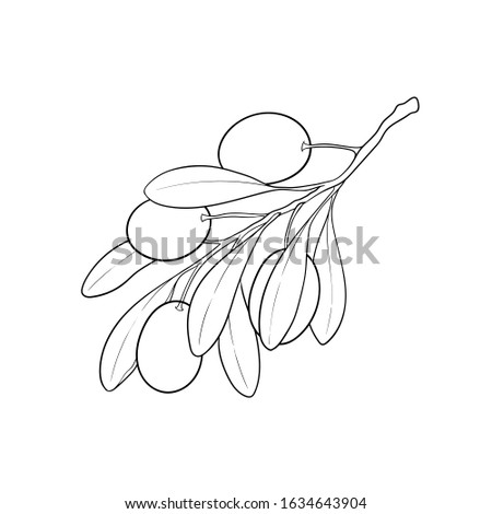 black and white outline Olive branch with leaves and olives isolated on background. design for restaurant, cafe, menu or organic cosmetic with olive oil. Packaging decor, logo, banner, illustration.