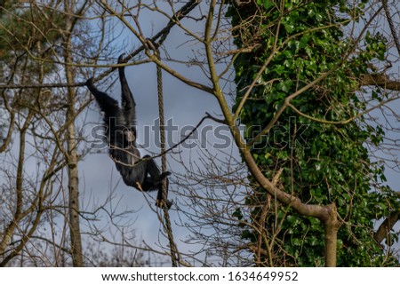 View of a Siamong Gibbon being held in captivity.