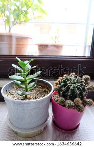 Two overgrown cactus in plastic pots in sunlight. Home plants on a windowsill against the background of windows.Blurred close-up of green house plant succulents in white pink vases interior design.