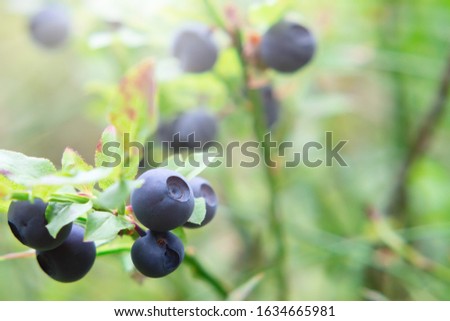 Ripe blueberries on a bush in the forest in the sunrays