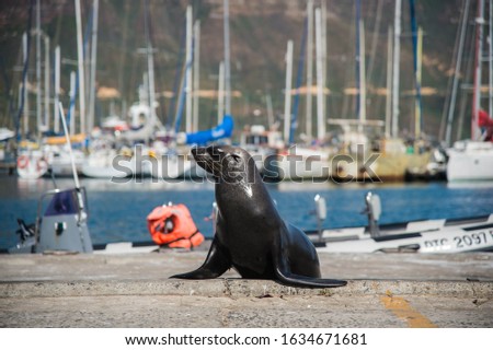 sea lion at hout bay, south africa