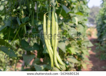 Common bean (Phaseolus vulgaris)  pods in field or plantation. Crop planting at fields in India. Royalty-Free Stock Photo #1634680126