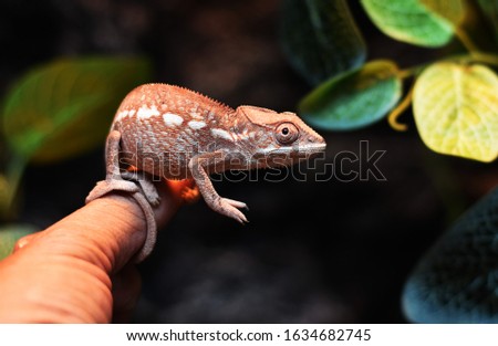 Panther chameleon endemic reptile of  Madagascar islands stays on  finger 