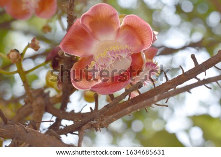 Cannonball tree The flowers that the Buddha saw for the first time. The flowers are fragrant and sacred. A soft pink. Flowers bloom and the insect eat sweet. seed on wood