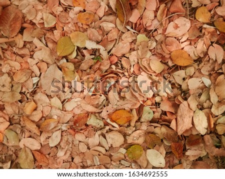 Dry leaf background in the autumn season for graphic design or wallpaper. The ground in the tropical forest in vintage style
