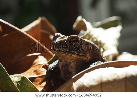 close up of brown toad sitting on dried leaves in the garden