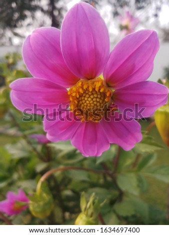 beautyful pink flower nature picture