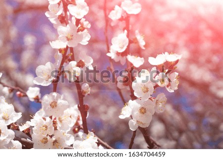 Fresh spring flowers of apricot tree on the branches. Beautiful orchard at sunrise.  Beautiful nature scene with blooming tree.  Shallow depth of field. Full Bloom trend.  