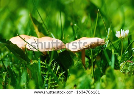 Toadstool mushrooms grew among the green grass in the meadow. Natural background
