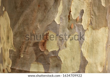bark of an Australian eucalyptus gum tree Royalty-Free Stock Photo #1634709922