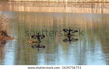 A panoramic shot of two ducks landing on a lake