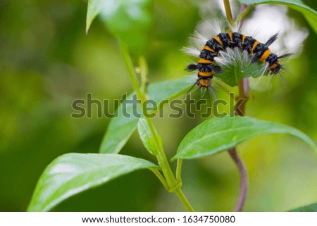 Hairy caterpillar with yellow and black colors