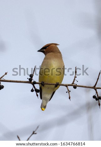 Pictures of a bird on tree branches