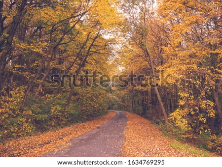 Beautiful forest in the autumn. Bright, colorful picture. Asphalt road in the woods. Dried yellow and brown leaves  on the side of the road.