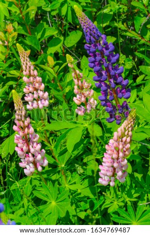 Lupinus, commonly known as lupin or lupine, is a genus of flowering plants in the legume family Fabaceae. with diversity centers in the Americas. They are widely cultivated as a food source.