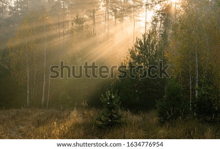 Forest. Good autumn morning. The sun's rays play in the branches of trees. Pleasant walk in the nature.